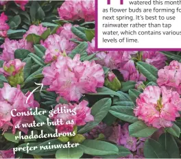  ??  ?? Consider getting a water butt as rhododendr­ons prefer rainwater
