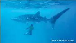  ??  ?? Swim with whale sharks