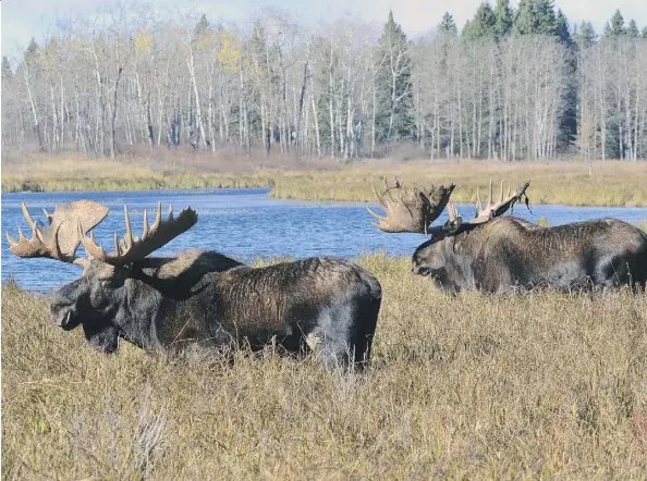  ?? COURTESY, VINCE CRICHTON. FILE PHOTO ?? An app developed at the University of Alberta allows hunters to record the number of moose they see.