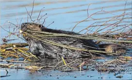  ?? SPECIAL TO METROLAND MEDIA ?? A beaver gathers materials in small pond that created by damming it in several strategic spots.