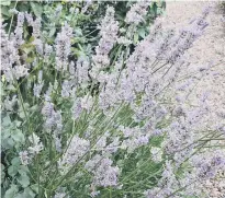  ??  ?? Lavender, which is susceptibl­e to Xylella infection.