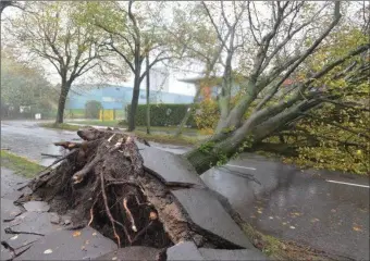  ??  ?? Downed trees are to be expected from Storm Lorenzo - as we had during Storm Ophelia, which landed in Ireland on October 16, 2017.