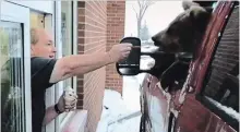  ?? HANDOUT THE CANADIAN PRESS ?? A Kodiak bear is fed ice cream in a Dairy Queen drive-thru in a screengrab from a video by the Discovery Wildlife Park.