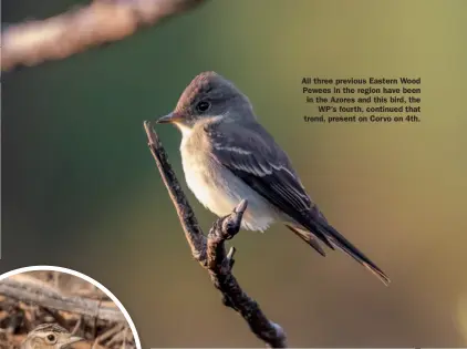  ??  ?? All three previous Eastern Wood Pewees in the region have been in the Azores and this Caption bird, the WP’s fourth, continued that trend, present on Corvo on 4th.
Caption