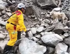  ?? ?? This screen grab from a video shows a rescuer locating the body of an earthquake victim with the help of Roger, an eight-year-old labrador.