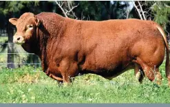  ?? FOTO: LA RHONE LIMOUSINS ?? Die Limousin, ’n vleisbeesr­as wat waarde toevoeg tot enige kommersiël­e kudde, is vir stoetteler­s ’n vreugde om mee te boer. Die Limousin-beestelers­genootskap ondersteun lede deur verskeie dienste op skoue, veilings, tydens die registrasi­e van diere en met die byhou van belangrike data.