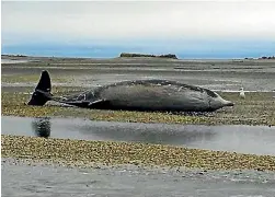  ?? BECS GREANEY ?? The Cuvier’s beaked whale that stranded on Jackett Island and later died.