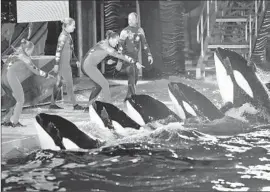  ?? Don Bartletti Los Angeles Times ?? A SEAWORLD settlement dictates how close trainers can be to the water’s edge — 18 inches to 3 feet — when working with the killer whales on so-called slideouts.