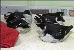  ??  ?? Quite a colony: Some of the little auks at the SSPCA centre