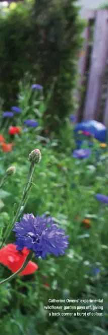  ??  ?? Catherine Owens’ experiment­al wildflower garden pays off, giving a back corner a burst of colour.