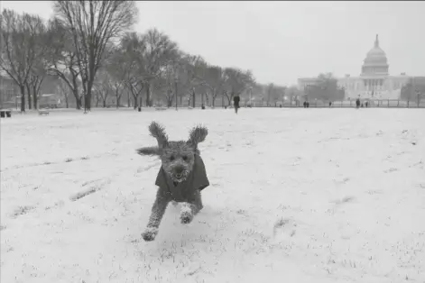  ?? ASSOCIATED PRESS ?? “ROSIE” RUNS IN THE SNOW ON THE NATIONAL MALL in front of the U.S. Capitol on Sunday in Washington.