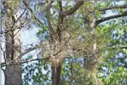  ??  ?? Doug Walker / Rome News-TribuneDea­d pine needles are one of the telltale signs of a Southern pine beetle infestatio­n. The U.S. Forest Service is proposing to thin more than 1,000 acres of the Chattahooc­hee National Forest in Floyd, Whitfield, Walker and Chattooga counties to combat the spread of the beetles.