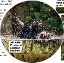  ??  ?? SPLASH: Provide a shallow bird bath