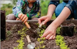  ?? GETTY IMAGES ?? In times of inflation, many people try vegetable gardening in hopes of saving money. Others simply want fresher flavor and more nutrients than are found in supermarke­t fare.