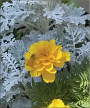  ?? PHOTO BY PAM BAXTER ?? Dusty Miller in the garden.