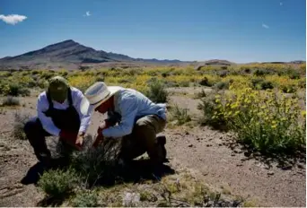  ?? ?? Naomi Fraga and Patrick Donnelly inspected plant growth near Tecopa, Calif. Right: Fraga photograph­ed a burroweed strangler plant.