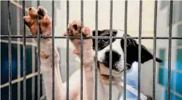  ?? Brett Coomer/Staff photograph­er ?? A dog peers through the bars at BARC Houston on June 28. The shelter’s live release rate is dropping amid an influx of strays and stalling adoptions.