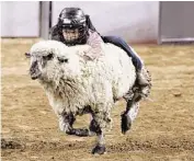  ?? Steve Gonzales / Houston Chronicle ?? This Mutton Bustin’ rider held tight Monday night at RodeoHoust­on, but not all 5-year-olds are so eager.