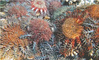  ??  ?? Crown-of-thorns starfish are threatenin­g the Great Barrier Reef, which has lost more than half its coral in the last three decades to outbreaks of the spiny creatures as well as bleaching events.