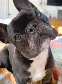  ?? CHICAGO FRENCH BULLDOG RESCUE ?? Two of the French bulldogs found in an O’Hare Airport warehouse Aug. 31.