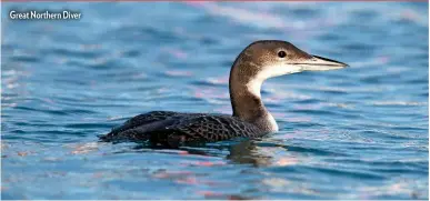  ?? ?? Great Northern Diver