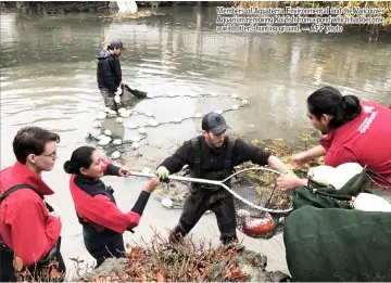  ??  ?? Members of Aquaterra Environmen­tal and the Vancouver Aquarium removing Koi fish from a pond which had become a wild otter’s hunting ground. — AFP photo