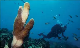  ?? (SCTLD). Photograph­s: Lucas Jackson/Reuters ?? A researcher off the Virgin Islands swims past a pillar coral showing signs of stony coral tissue loss disease