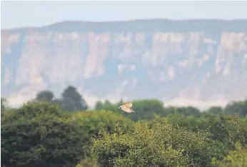  ?? ?? Barn Owl, by Martin Cole.