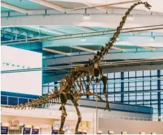  ?? Foto: Aguttes Auctions, dpa ?? Dieses Skelett eines Langhalssa­uriers ist 155 Millionen Jahre alt. Jetzt soll es versteiger­t werden.