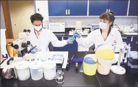  ?? Arnold Gold / Hearst Connecticu­t Media ?? Noelle Khalil, left, and Sarah Bonello analyze a tick’s DNA at the Tick Testing Laboratory at the Connecticu­t Agricultur­al Experiment Station in New Haven on Friday.