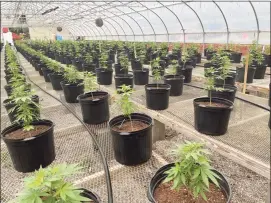 ?? Jordan Fenster / Hearst Connecticu­t Media ?? Connecticu­t’s medical marijuana patients can start growing their own cannabis Oct. 1. Here’s what to know.