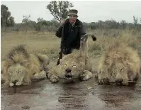  ?? ?? THE respected Internatio­nal Union for Conservati­on of Nature, based in Switzerlan­d, has reported that hunting, and in particular trophy hunting, has no place in conservati­on, according to the Campaign Against Canned Hunting. | SUPPLIED