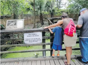  ?? GERALD HERBERT, THE ASSOCIATED PRESS ?? Visitors look at the fox exhibit at the Audubon Zoo in New Orleans on Monday. The death of a wounded fox brings to nine the number of animals that have died as the result of the weekend escape of a jaguar from its enclosure at the zoo.