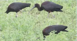  ??  ?? Glossy Ibis feeding at Vistabella