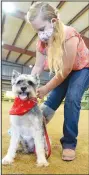  ?? (File Photo/NWA DemocratGa­zette/Andy Shupe) ?? Brinley Dobbs, 11, of Lincoln and member of the Hogeye 4-H Club ties a bandana on her dog, Klaus, before competing in the Washington County Youth Dog Show in the arena at the county fairground­s in Fayettevil­le.