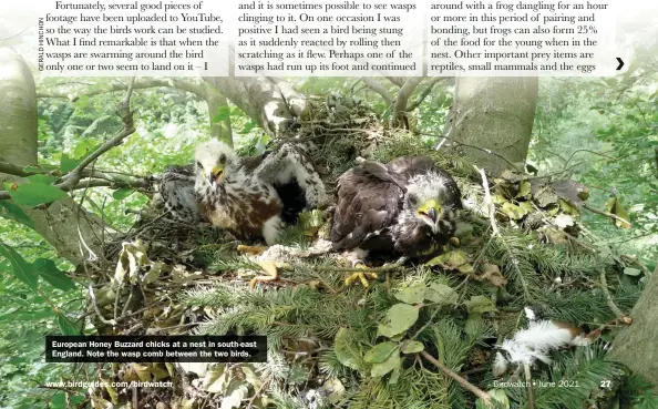  ??  ?? European Honey Buzzard chicks at a nest in south-east England. Note the wasp comb between the two birds.