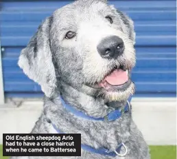  ??  ?? Old English sheepdog Arlo had to have a close haircut when he came to Battersea