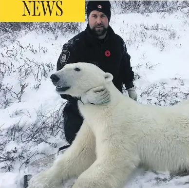  ?? FACEBOOK ?? A picture posted this month on the Manitoba Conservati­on Officers Associatio­n Facebook page shows a uniformed officer posing with a polar bear that was tranquiliz­ed when it got too close to Churchill.