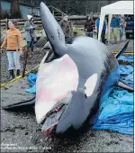 ?? MARCIE CALLEWAERT/
VICTORIA MARINE SCIENCE ASSOCIATIO­N ?? Researcher­s on Saturday measure the carcass of an orca brought ashore in Courtenay a few days earlier. The whale, known as J-32 and ‘Rhapsody,’ had several teeth broken and sawed out of its mouth early Saturday.