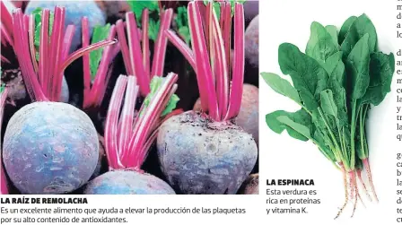  ??  ?? La raíz de remolacha Es un excelente alimento que ayuda a elevar la producción de las plaquetas por su alto contenido de antioxidan­tes. La espinaca Esta verdura es rica en proteínas y vitamina K.