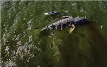  ?? Loren Elliott/Special to the Chronicle ?? A person on a stand-up paddle board inspects a dead gray whale floating in San Francisco Bay on April 21.