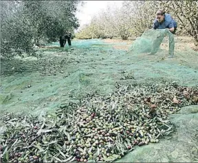  ?? VICENÇ LLURBA ?? La exportació­n de aceite a Italia ha crecido un 69% de octubre a febrero