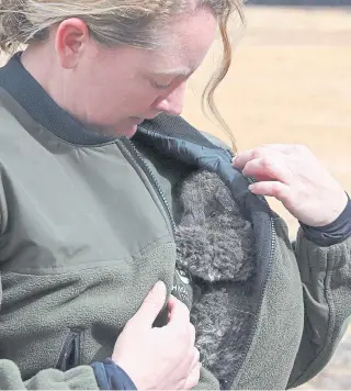  ?? AFP ?? Los auxiliares tratan de dar abrigo a los koalas y a diferentes especies animales de la zona.