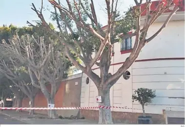  ?? D.C. ?? Uno de los ejemplos de poda indiscrimi­nada de árboles de San Fernando que ponen los ecologista­s.