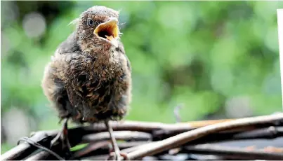  ??  ?? Lynda Hallinan walked into her local Papakura bank to deposit a cheque, and walked out clutching this chirruping baby thrush.