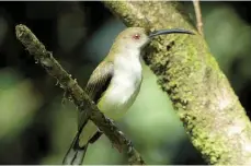  ?? FOTO: PETER KAESTNER/DPA ?? Vogel Nummer 10.000: Ein grün-orangener Nektarvoge­l, aufgenomme­n von Peter Kaestner auf den Philippine­n.