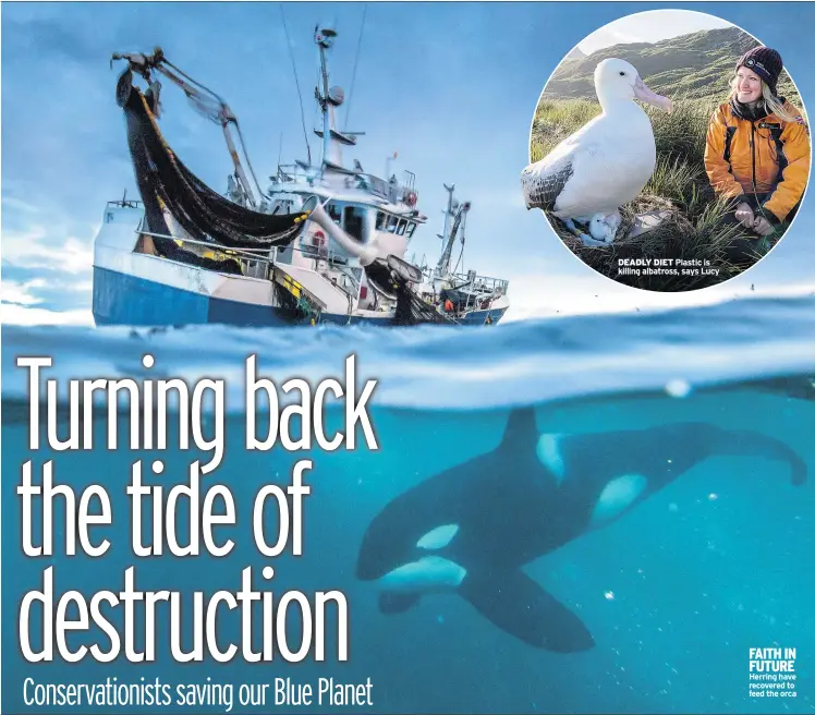  ??  ?? DEADLY DIET Plastic is killing albatross, says Lucy FAITH IN FUTURE Herring have recovered to feed the orca