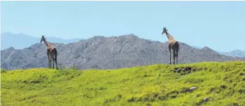  ?? FOTOS: IAU ?? Nein, diese Giraffen leben nicht in Afrika, sondern in Kalifornie­n. Das Foto ist im Living-Desert-Natur- und Tierpark in Palm Springs entstanden.