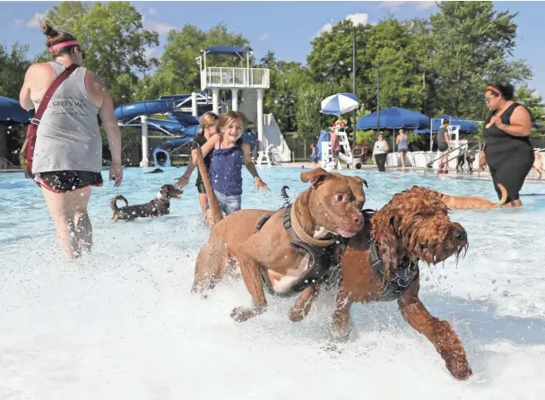  ?? PHOTOS BY BARBARA J. PERENIC/COLUMBUS DISPATCH ?? Dogs romp through the water during the annual end-of-summer dog swim at the Grandview Heights pool on Sept. 7.