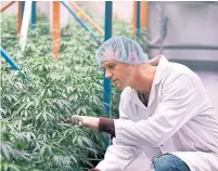  ?? RON WARD THE CANADIAN PRESS ?? Moncton-based Organigram says staffing cuts will make the workforce leaner, more flexible and better prepared to align its production capacity with market conditions.